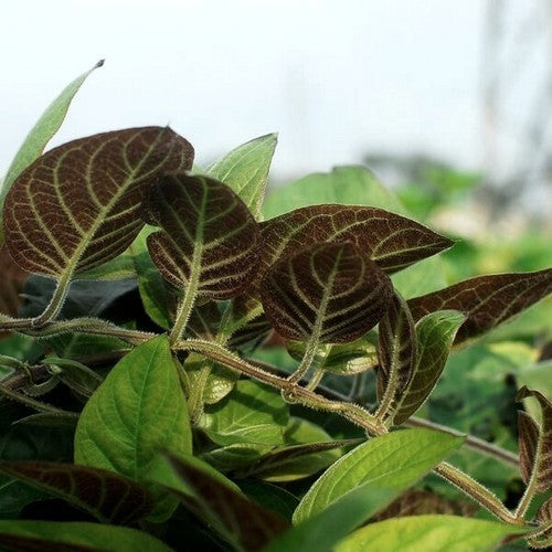 Kaasplant