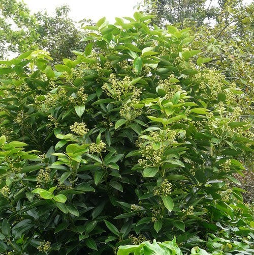 Cinnamon tree