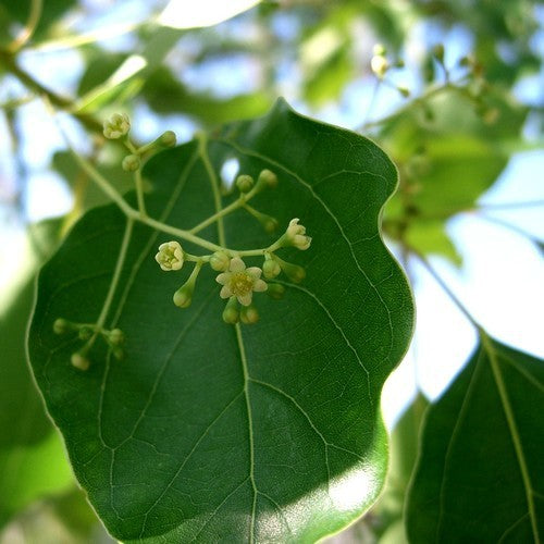 Cinnamon tree