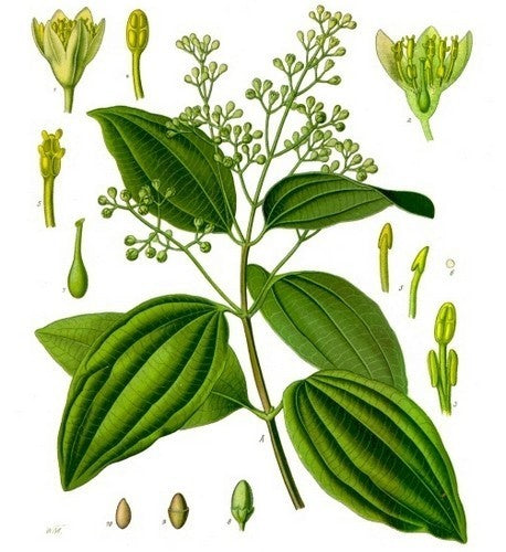 Cinnamon tree