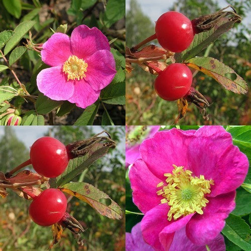 Raspberry Rose / Cinnamon Rose