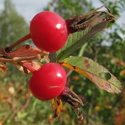 Raspberry Rose / Cinnamon Rose