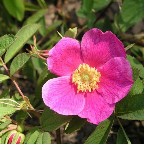 Raspberry Rose / Cinnamon Rose