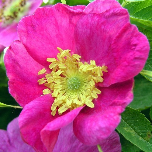 Raspberry Rose / Cinnamon Rose