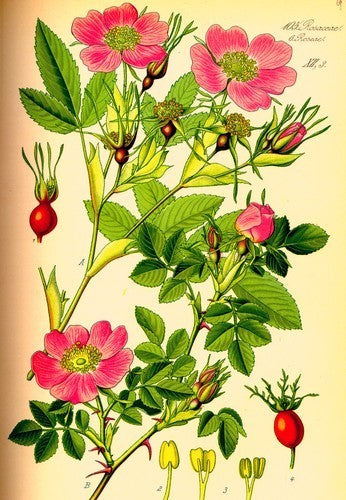 Raspberry Rose / Cinnamon Rose