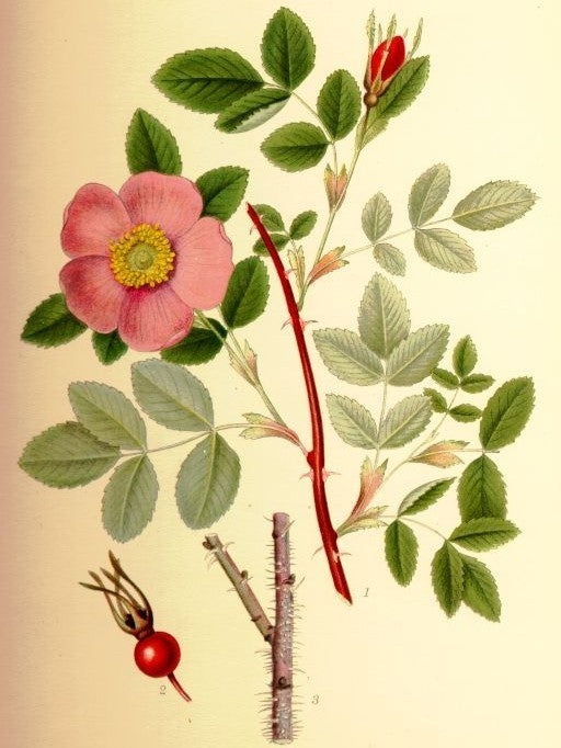 Raspberry Rose / Cinnamon Rose