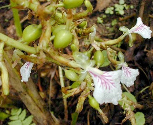 Cardamom