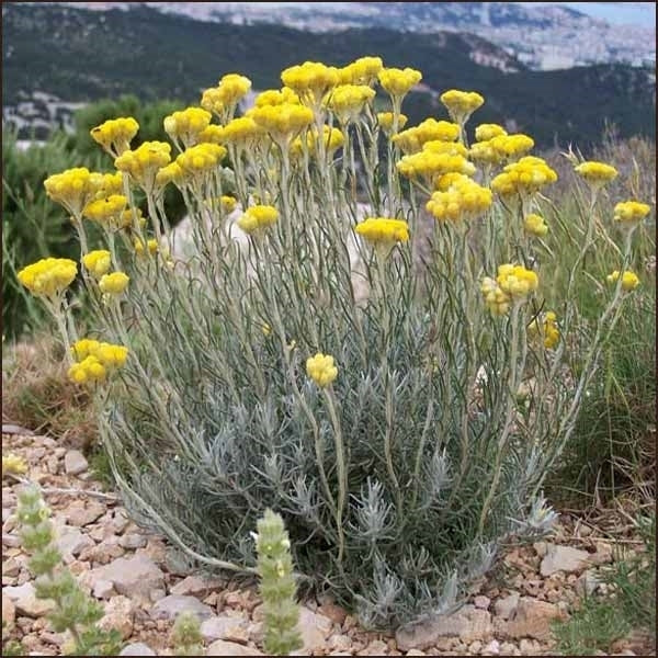Kerrieplant