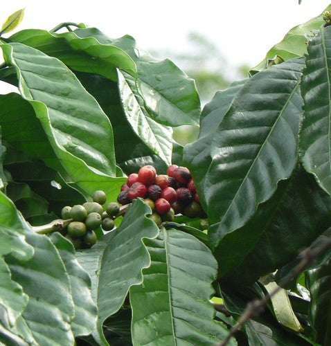Koffieplant
