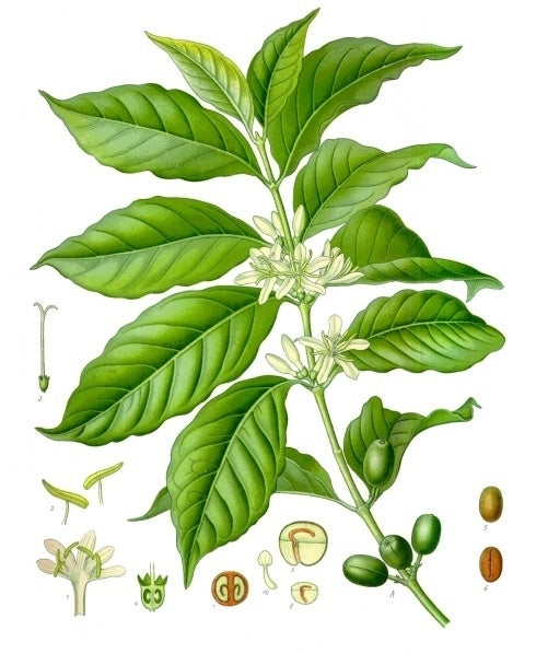 Koffieplant