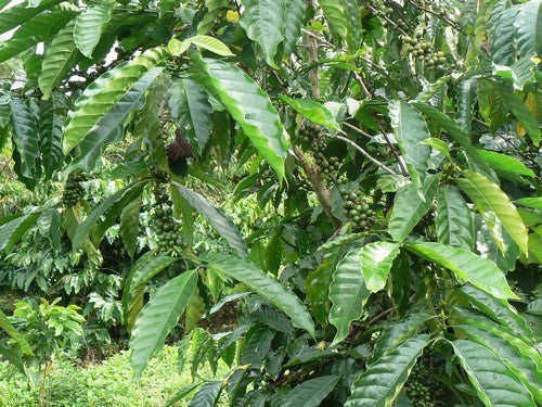 Koffieplant