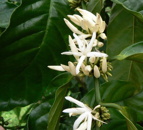 Koffieplant