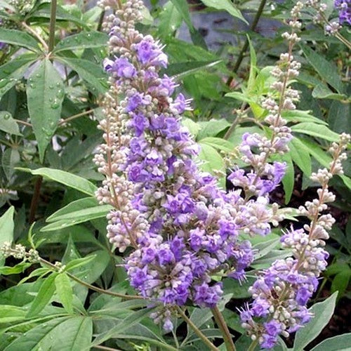 Chaste Tree 'Magical Summertime Blues'