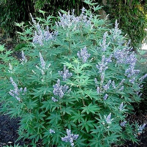 Chaste Tree 'Magical Summertime Blues'