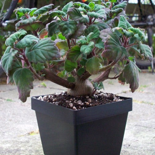 Kransworsies