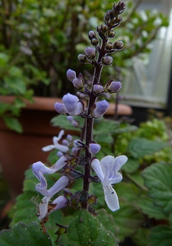 Kransworsies