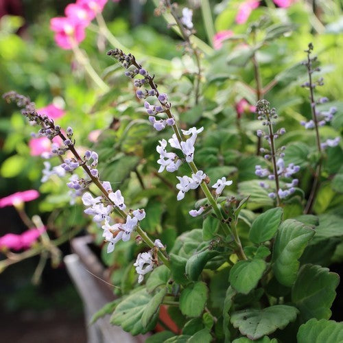Kransworsies