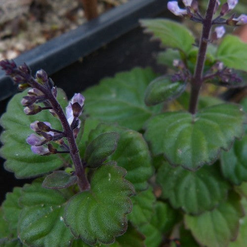 Kransworsies