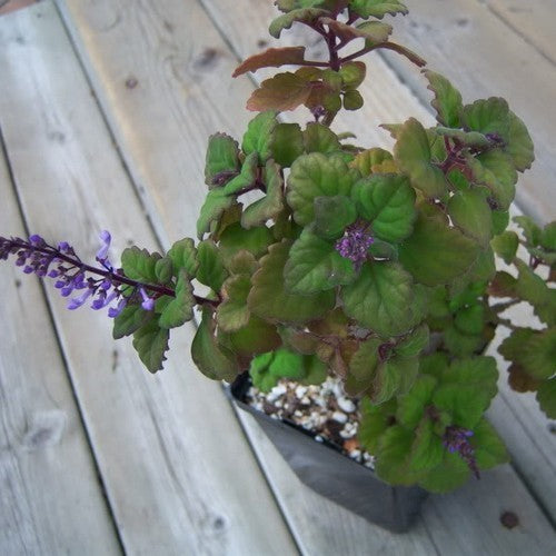 Kransworsies