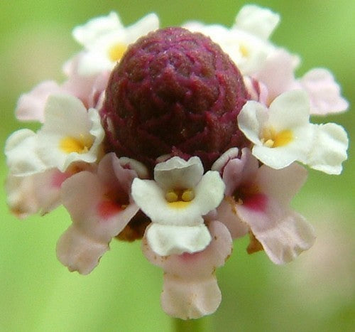 Kruipverveine