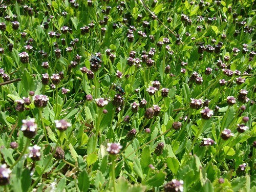 Kruipverveine