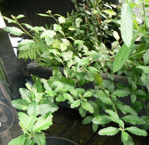 Kruipverveine