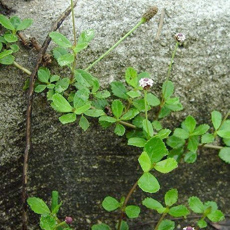 Kruipverveine