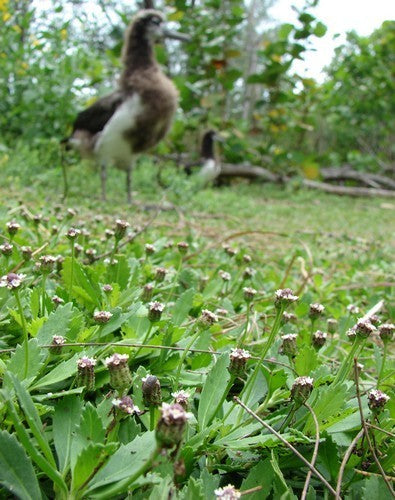 Kruipverveine