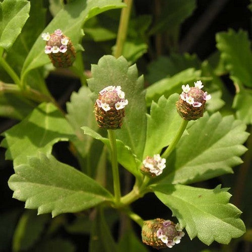 Kruipverveine