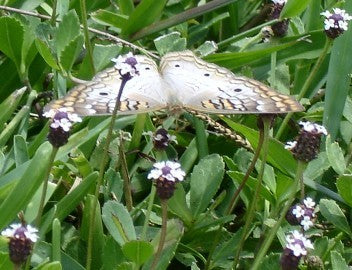 Kruipverveine