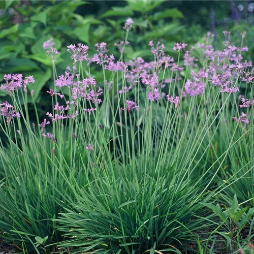 Look, Zuid-Afrikaans 'Lilac'
