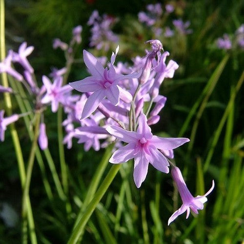Look, Zuid-Afrikaans 'Lilac'