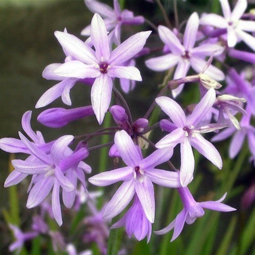 Look, Zuid-Afrikaans 'Lilac'