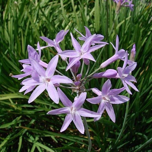 Look, Zuid-Afrikaans 'Lilac'