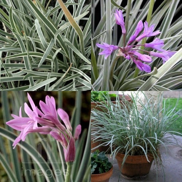 Look, Zuid-Afrikaans 'Silver Lace'