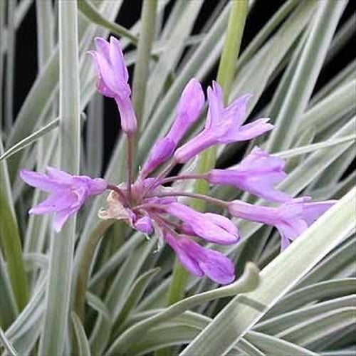 Look, Zuid-Afrikaans 'Silver Lace'