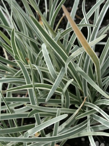 Look, Zuid-Afrikaans 'Silver Lace'