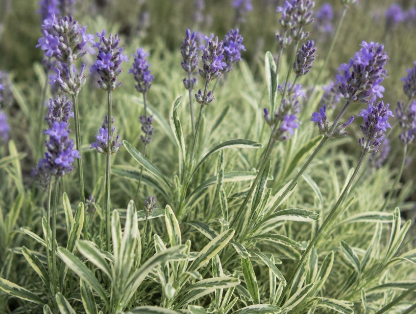 Bontbladige, Lavendel 'Platinum Blonde'