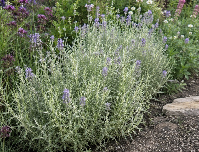 Bontbladige, Lavendel 'Platinum Blonde'