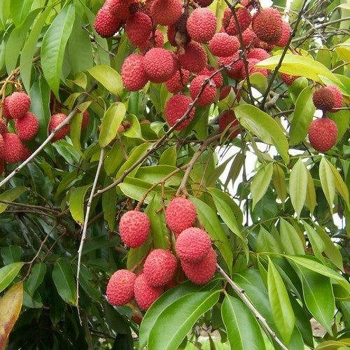 Lychee