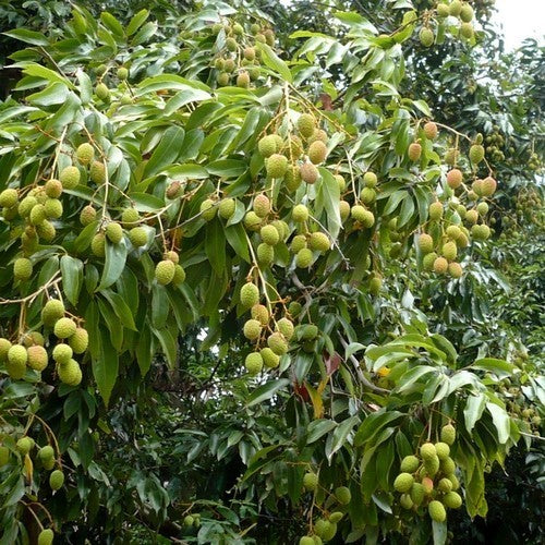 Lychee