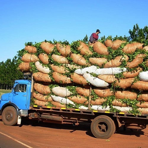 Matéplant