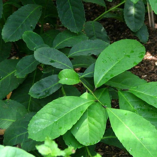 Matéplant