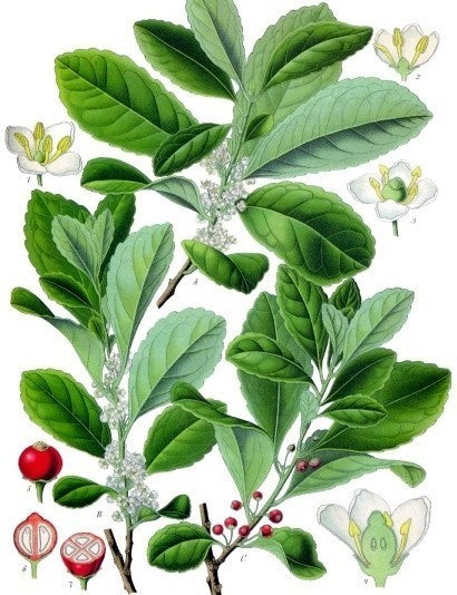 Matéplant