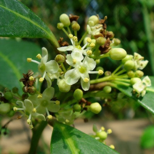Matéplant