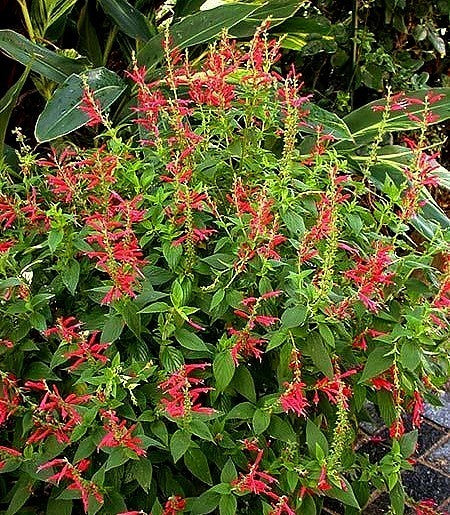 Meloensalie 'Honey Melon'