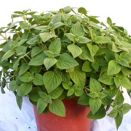 Meloensalie 'Honey Melon'