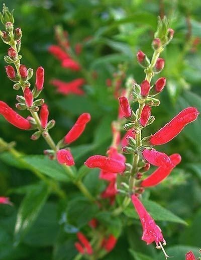 Meloensalie 'Honey Melon'