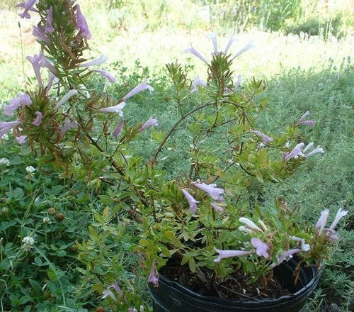 Mexicaanse Rozenoregano
