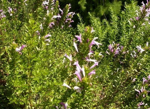 Mexicaanse Rozenoregano